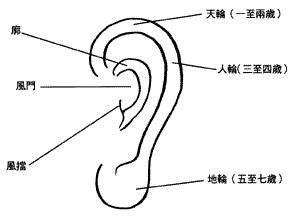 耳朵風水|【耳朵風水圖解】面相學耳朵圖解 